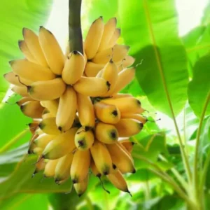 Basjoo Banana Plant Live - Hardy Banana Fruit Tree 4 to 6 Inch Tall Garden Plant