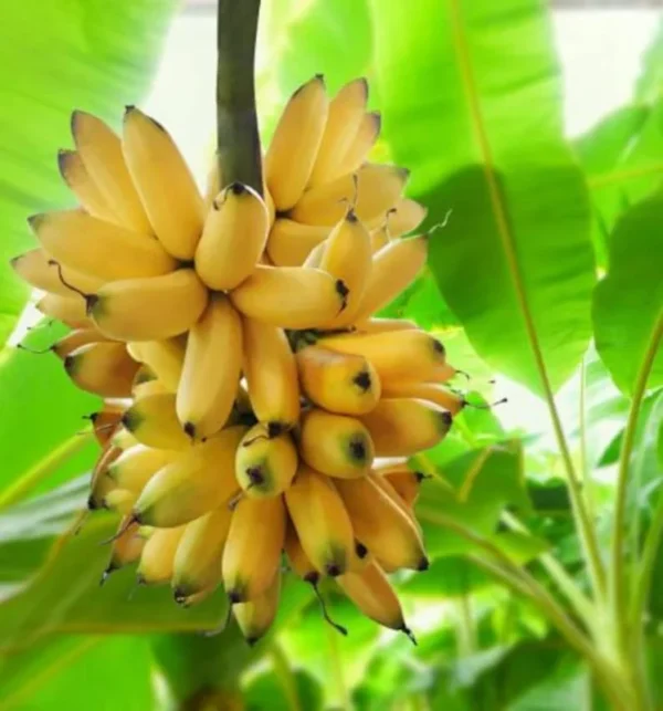 Basjoo Banana Plant Live - Hardy Banana Fruit Tree 4 to 6 Inch Tall Garden Plant