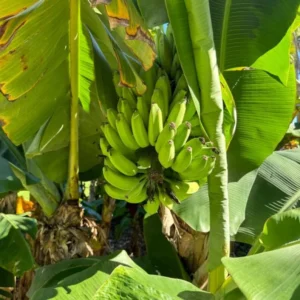 Basjoo Banana Plant Live - Hardy Banana Fruit Tree 4 to 6 Inch Tall Garden Plant