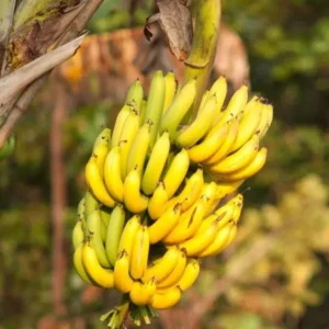 Basjoo Banana Plant Live - Hardy Banana Fruit Tree 4 to 6 Inch Tall Garden Plant