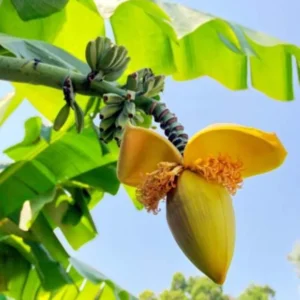 Basjoo Banana Plant Live - Hardy Banana Fruit Tree 4 to 6 Inch Tall Garden Plant