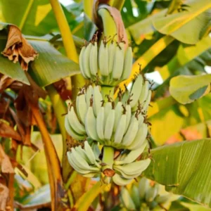 Basjoo Banana Plant Live - Hardy Banana Fruit Tree 4 to 6 Inch Tall Garden Plant