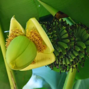 Basjoo Banana Plant Live - Hardy Banana Fruit Tree 4 to 6 Inch Tall Garden Plant