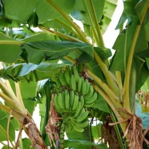 Basjoo Banana Plant Live - Hardy Banana Fruit Tree 4 to 6 Inch Tall Garden Plant