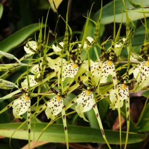 Bassia Maculata Orchid In Pot - Potted Orchid Plant