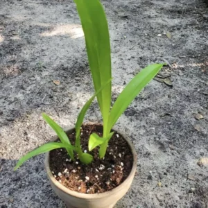 Bassia Maculata Orchid In Pot - Potted Orchid Plant