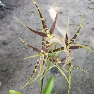 Bassia Maculata Orchid In Pot - Potted Orchid Plant