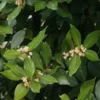 Bay Leaf Plant 15 Pack - Laurus Nobilis Culinary Herb - Rose Pot Size