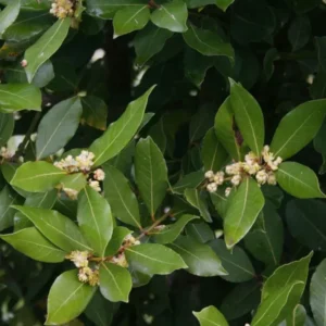 Bay Leaf Plant 15 Pack - Laurus Nobilis Culinary Herb - Rose Pot Size