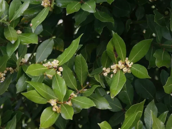 Bay Leaf Plant 15 Pack - Laurus Nobilis Culinary Herb - Rose Pot Size