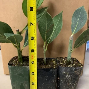 Bay Leaf Plant 15 Pack - Laurus Nobilis Culinary Herb - Rose Pot Size