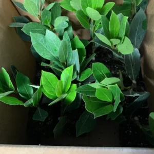 Bay Leaf Plant 15 Pack - Laurus Nobilis Culinary Herb - Rose Pot Size