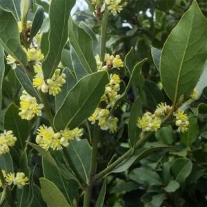 Bay Leaf Plant Laurus Nobilis 4-Pack 2 inch Culinary Herb