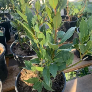 Bay Leaf Tree Sweet Bay Plant Laurus Nobilis, 1 Foot Tall