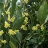 Bayleaf Plant 6Pk (Laurus Nobilis) - Culinary Herb Plants