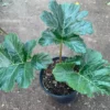 Bear's Breeches Acanthus Mollis Plant 6 Inch Pot Live Plant