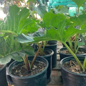 Bear's Breeches Acanthus Mollis Plant 6 Inch Pot Live Plant
