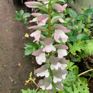 Bear's Breeches Acanthus Mollis Plant 6 Inch Pot Live Plant