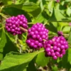 Beautyberry Bush - Callicarpa dichotoma Plant - 12-14" Tall - 1 Gallon Potted Shrub