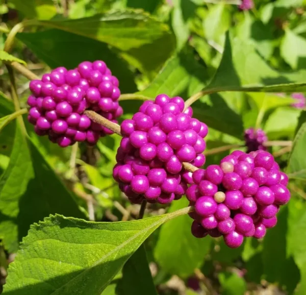 Beautyberry Bush - Callicarpa dichotoma Plant - 12-14" Tall - 1 Gallon Potted Shrub