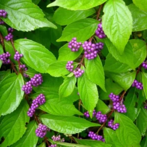 Beautyberry Bush - Callicarpa dichotoma Plant - 12-14" Tall - 1 Gallon Potted Shrub