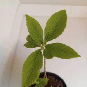 Beautyberry Bush - Callicarpa dichotoma Plant - 12-14