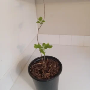 Beautyberry Bush - Callicarpa dichotoma Plant - 12-14