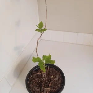 Beautyberry Bush - Callicarpa dichotoma Plant - 12-14