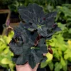 Begonia Black In Pot Houseplant Potted Black