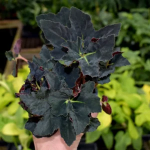 Begonia Black In Pot Houseplant Potted Black