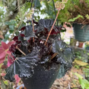 Begonia Black In Pot Houseplant Potted Black