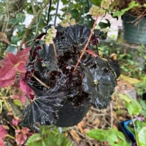 Begonia Black In Pot Houseplant Potted Black