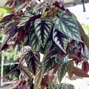Begonia Cissus Discolor Basket Plant - Hanging Indoor Plant