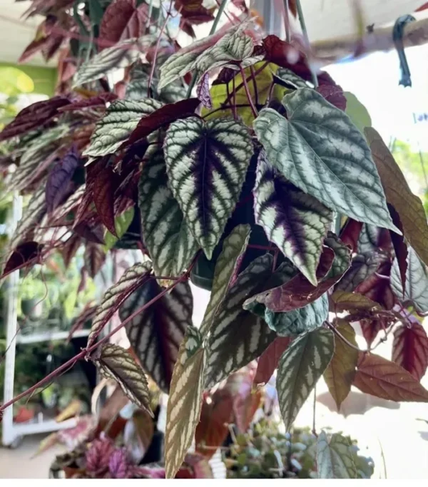 Begonia Cissus Discolor Basket Plant - Hanging Indoor Plant