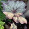 Begonia Del Rey Sunset Rex Begonia Live Plant - 6 Inch Pot - Ornamental Foliage