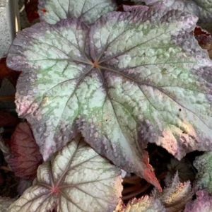 Begonia Del Rey Sunset Rex Begonia Live Plant - 6 Inch Pot - Ornamental Foliage