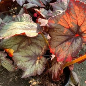 Begonia Del Rey Sunset Rex Begonia Live Plant - 6 Inch Pot - Ornamental Foliage