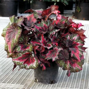 Begonia Rex Basket Houseplant Decorative Foliage