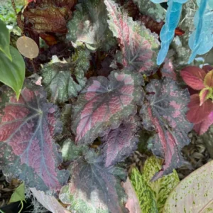 Begonia Rex Basket Houseplant Decorative Foliage