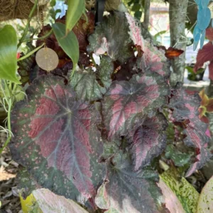 Begonia Rex Basket Houseplant Decorative Foliage
