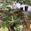 Begonia Rex In Pot - Potted Houseplant