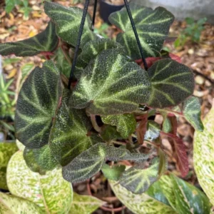 Begonia Rex In Pot - Potted Houseplant