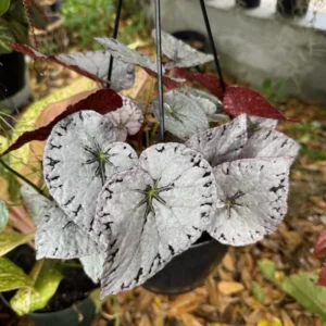 Begonia Silver Plant Houseplant - Unique Foliage