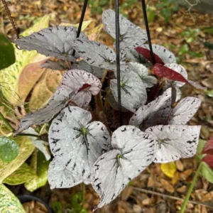 Begonia Silver Plant Houseplant - Unique Foliage