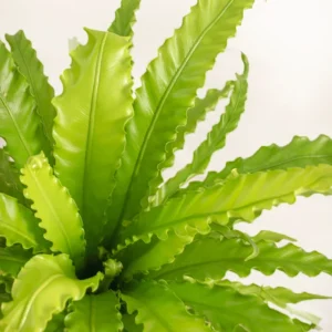 Bird Nest Plant Houseplant - Indoor Fern - Unique Foliage