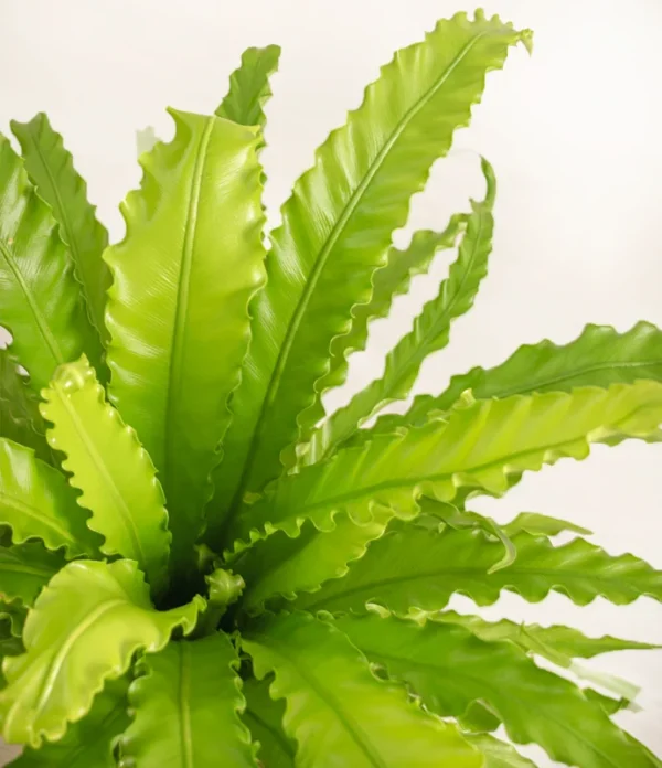 Bird Nest Plant Houseplant - Indoor Fern - Unique Foliage