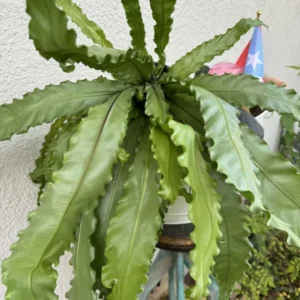 Bird Nest Plant Houseplant - Indoor Fern - Unique Foliage