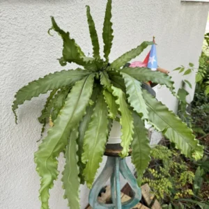Bird Nest Plant Houseplant - Indoor Fern - Unique Foliage