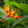 Bird of Paradise Live Plant Potted Tropical Exotic Flower