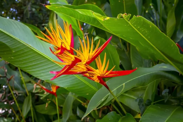 Bird of Paradise Live Plant Potted Tropical Exotic Flower